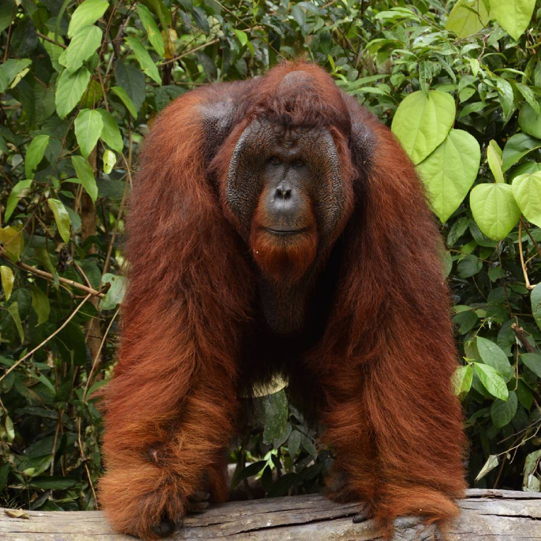 03D02N ORANGUTAN EXPLORE RIMBA LODGE